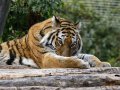 ZOO-Viden 24 srpen 2014 131.JPG